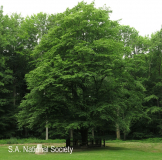 Delville Wood Memorial Hornbean tree