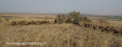 Colenso heights overlooking Tugela & Colenso (5)